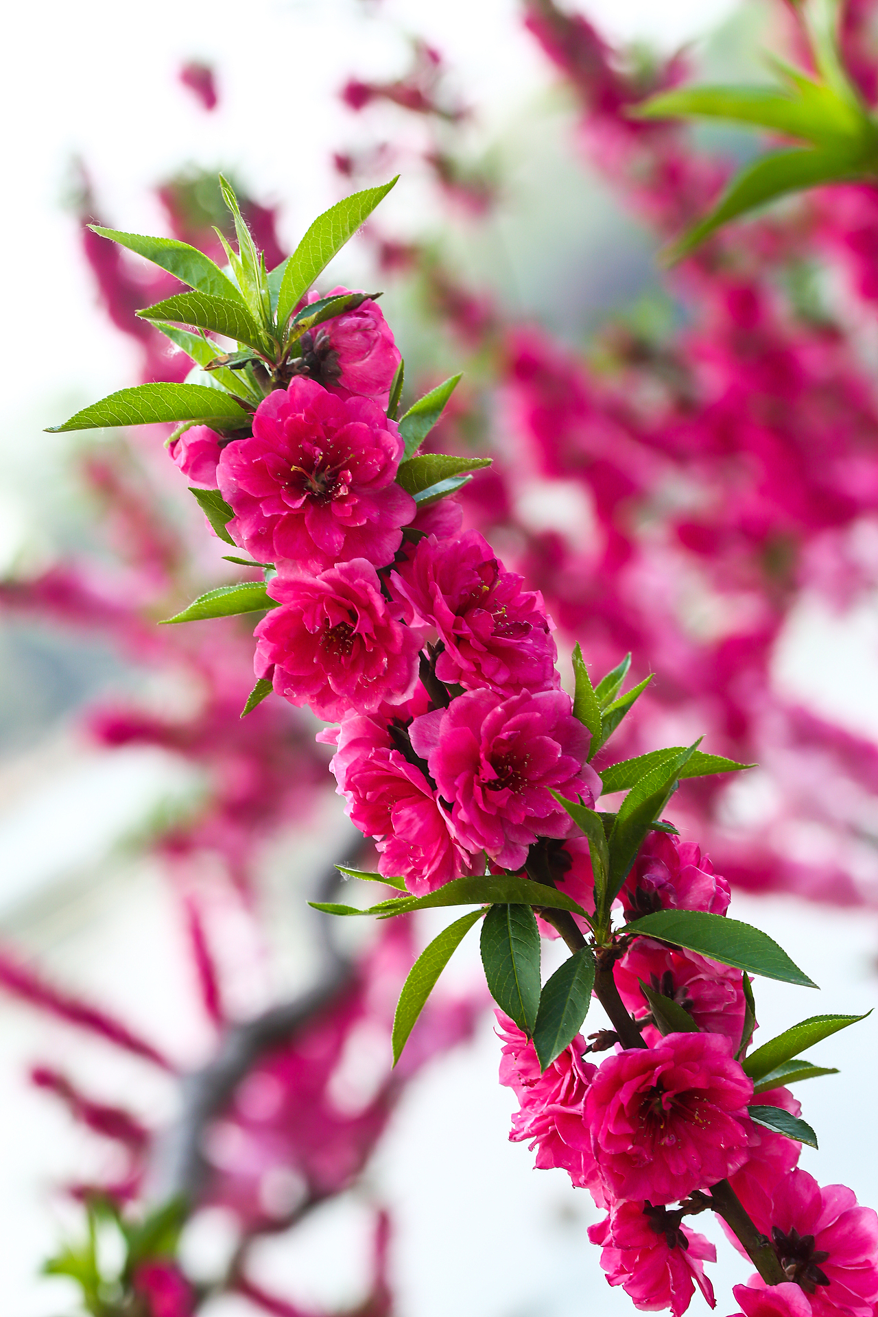 千叶桃花-碧桃（图ZMjk3ODU4MzM2） - 风光摄影 - 站酷设计师z慧盈原创素材 - 站酷ZCOOL