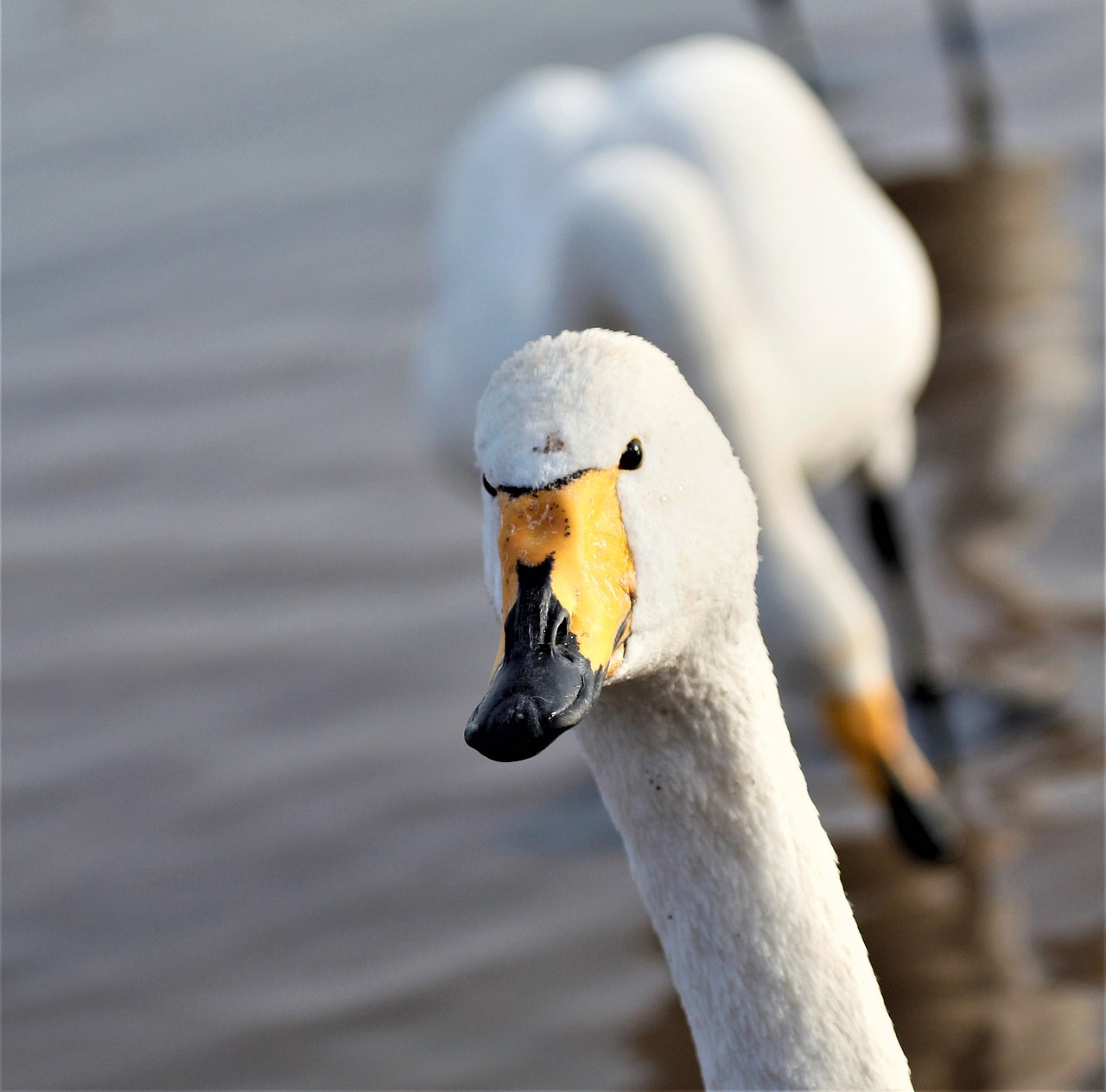 白天鹅（图ZMzYxNzg1MjU2） - 风光摄影 - 站酷设计师HJK去缺氧的拉萨原创素材 - 站酷ZCOOL