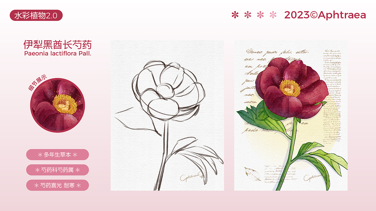 水彩花卉插画2.0合集（图ZMzU1ODk5MTc2） - 商业插画 - 站酷设计师阿芙特莱雅原创素材 - 站酷ZCOOL