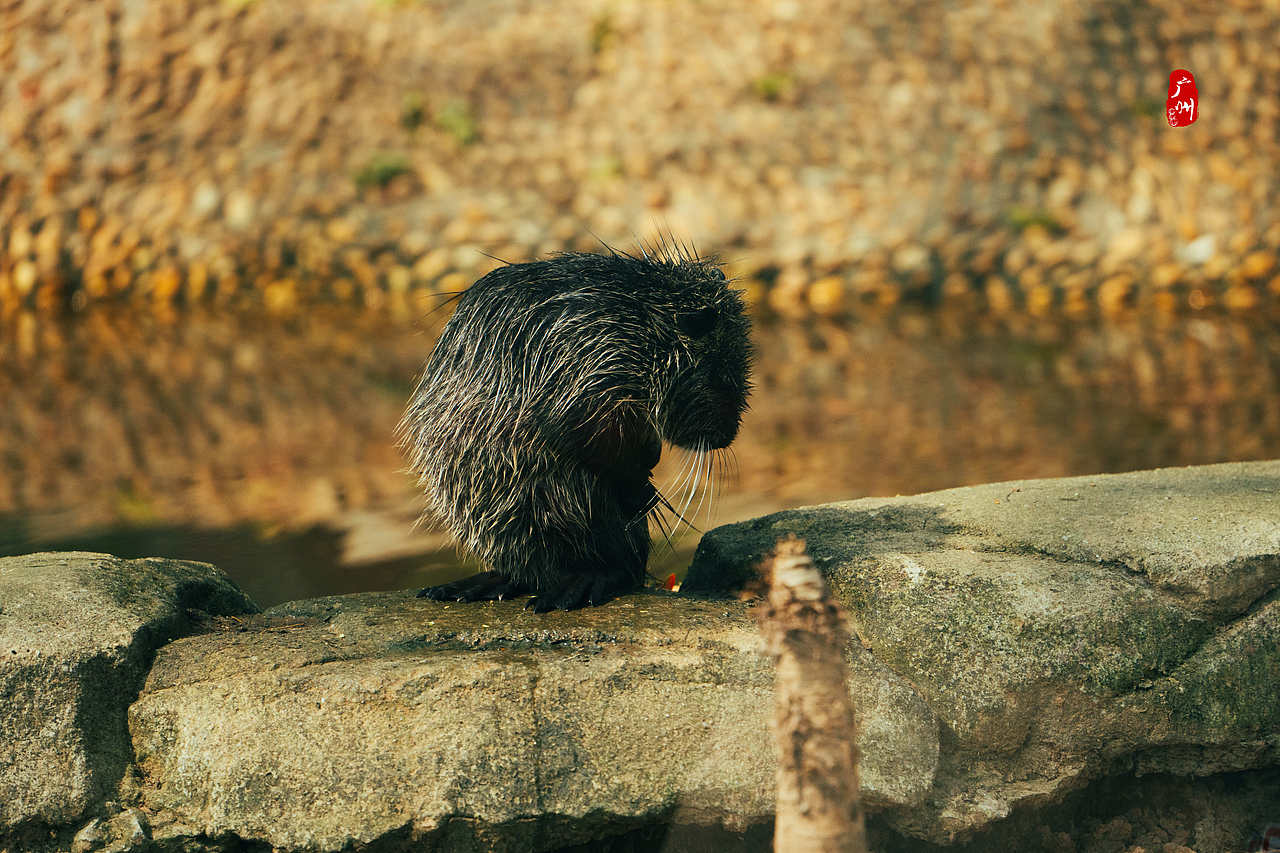 随手拍·广州动物园(兽类)