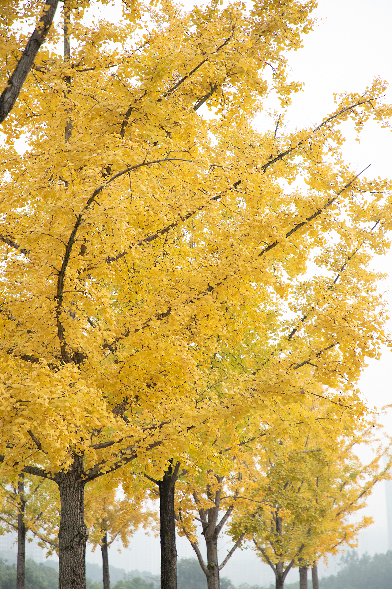 银杏秋叶（图ZMzEwMzM0Nzk2） - 风光摄影 - 站酷设计师摄影师Tender原创素材 - 站酷ZCOOL