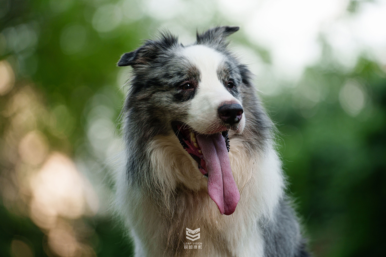 藍(lán)隕石邊牧拍攝（圖ZMzQzMDE2Mjg0） - 寵物攝影 - 站酷設(shè)計師小樣攝影原創(chuàng)素材 - 站酷ZCOOL