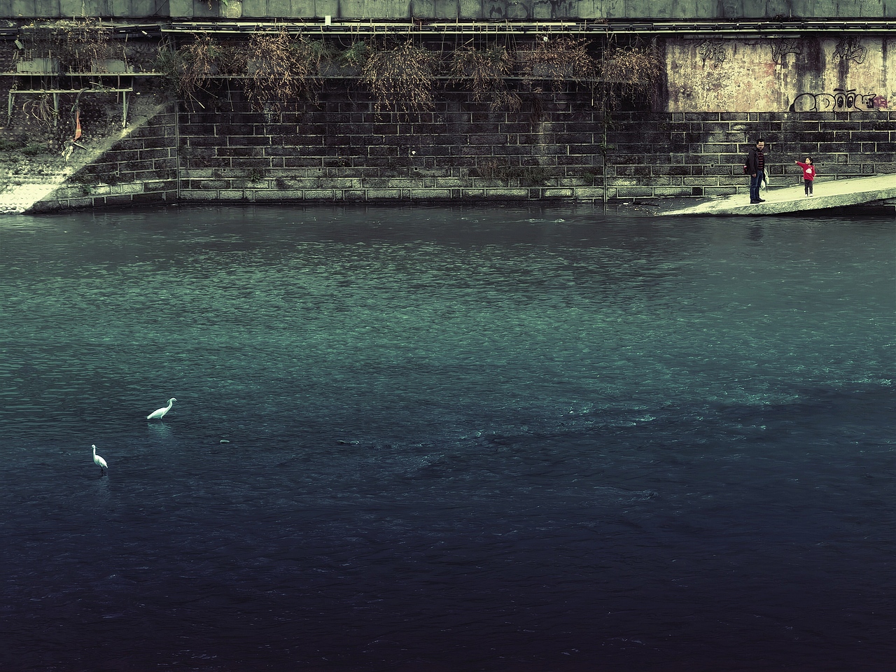 #WOW 春江水暖，鹭先知