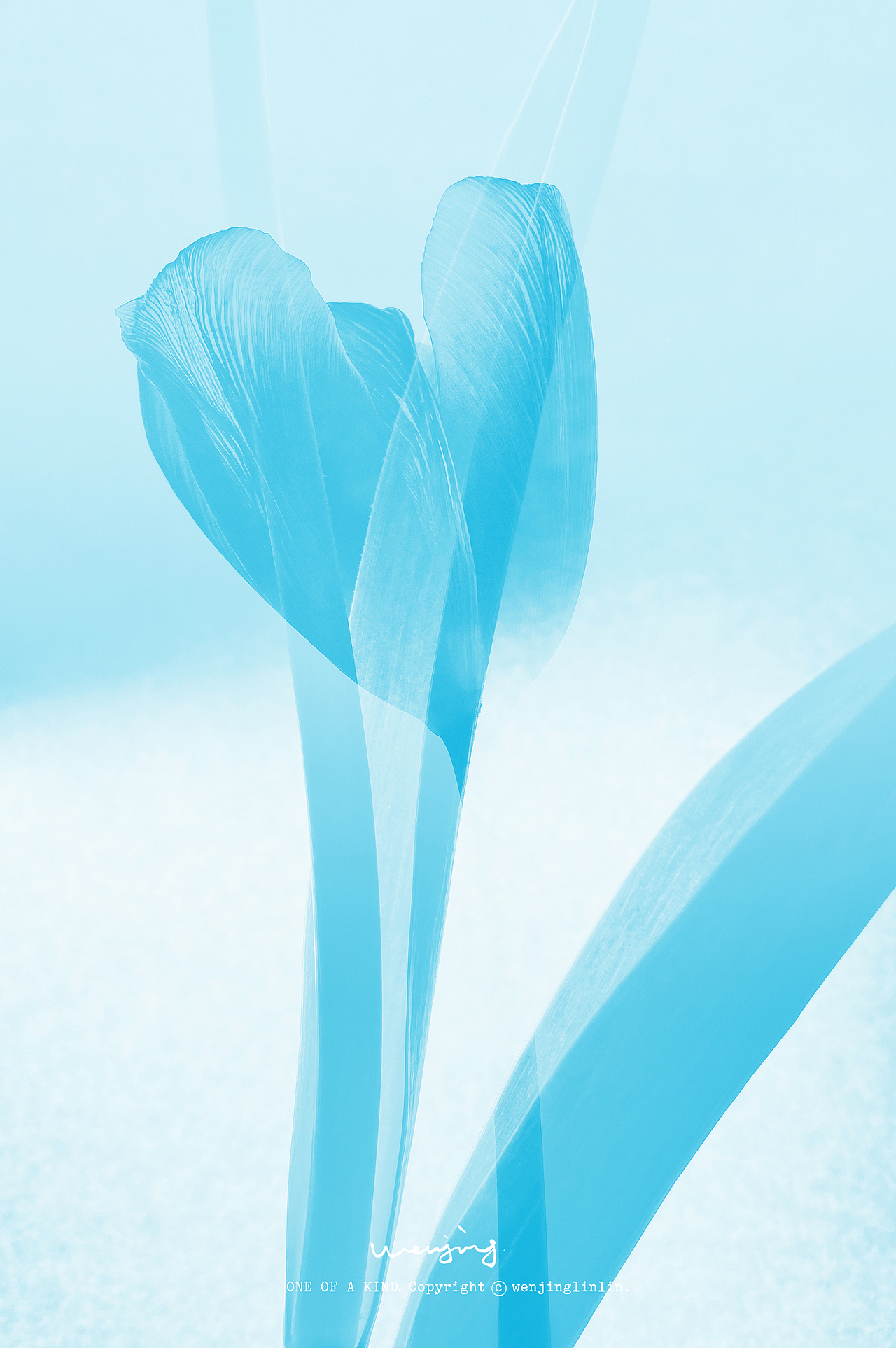 深入陪伴一朵花。