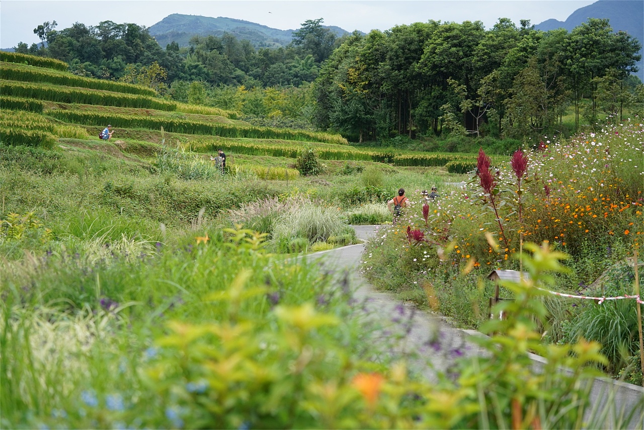 【案例分享】峨眉·高桥小镇