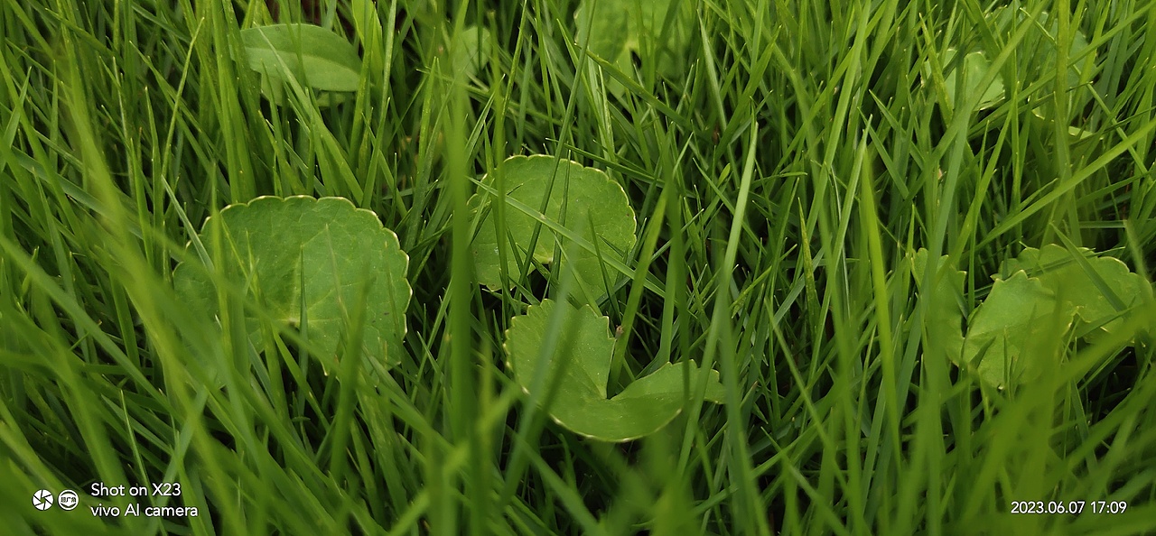 绿的陶醉-积雪草