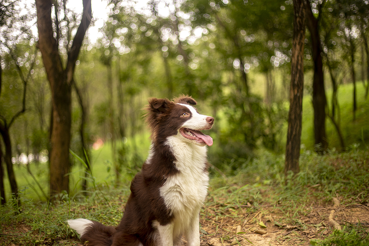 攝影（圖ZMzUyMjIxMjE2） - 寵物攝影 - 站酷設(shè)計(jì)師盛夏的風(fēng)f原創(chuàng)素材 - 站酷ZCOOL