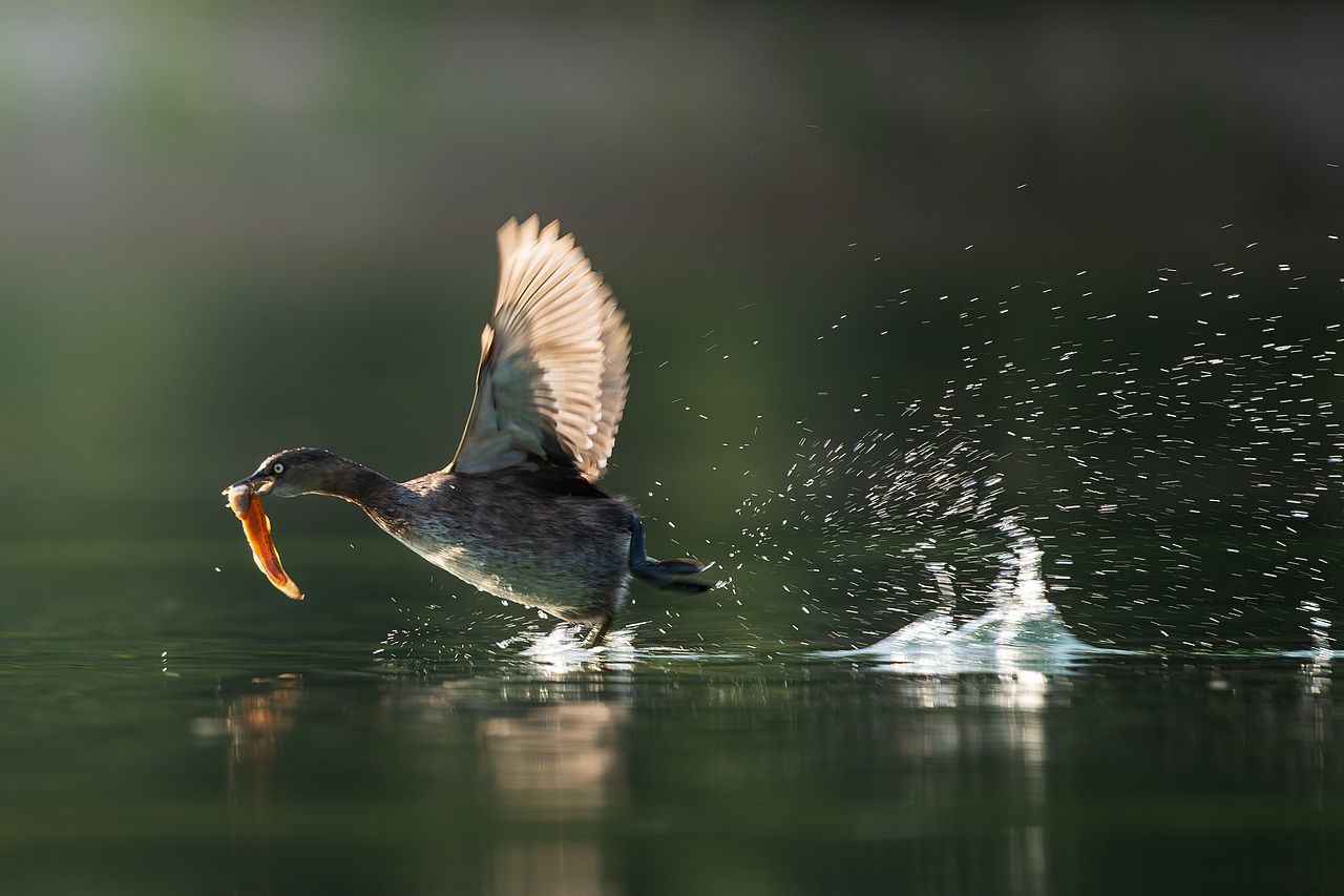 2023年度观鸟总结