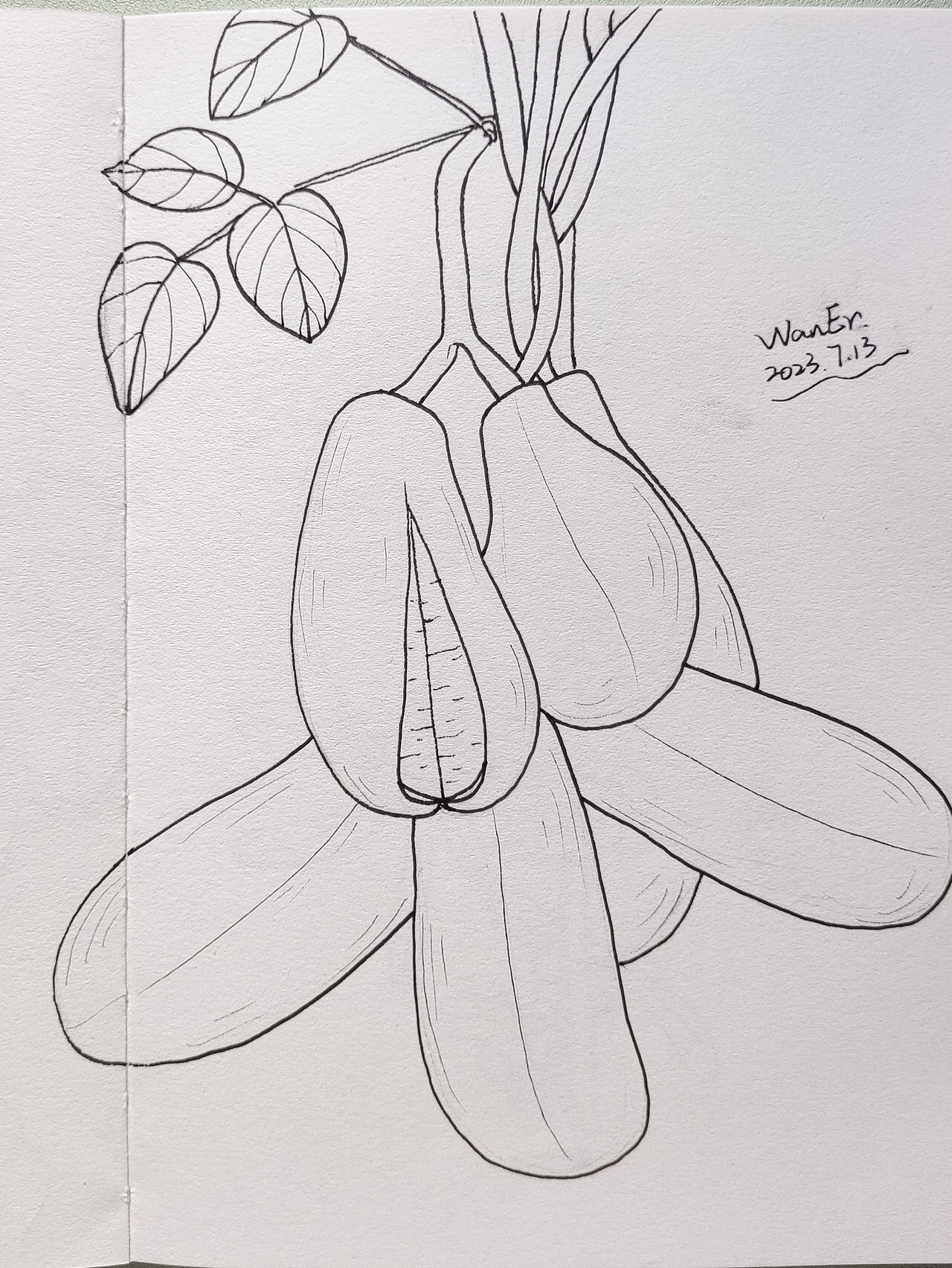 果子手绘线稿练习（图ZMzQ2MTE5ODE2） - 创作习作 - 站酷设计师莞尔WanEr原创素材 - 站酷ZCOOL