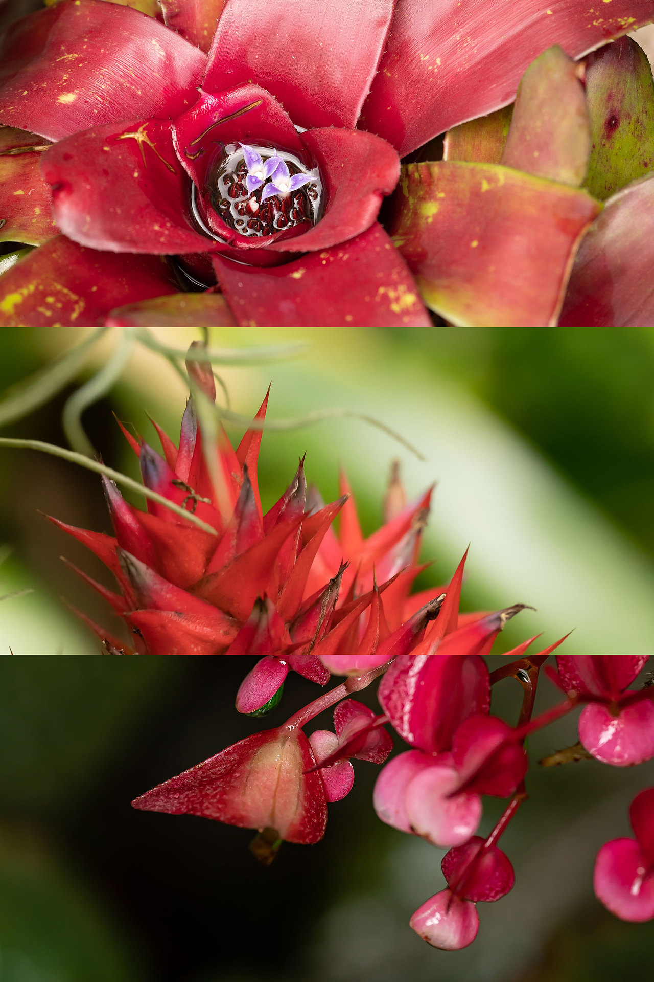 雨中植物微距（图ZMzcwMTM0MDg0） - 其他摄影 - 站酷设计师野雨EchoA原创素材 - 站酷ZCOOL