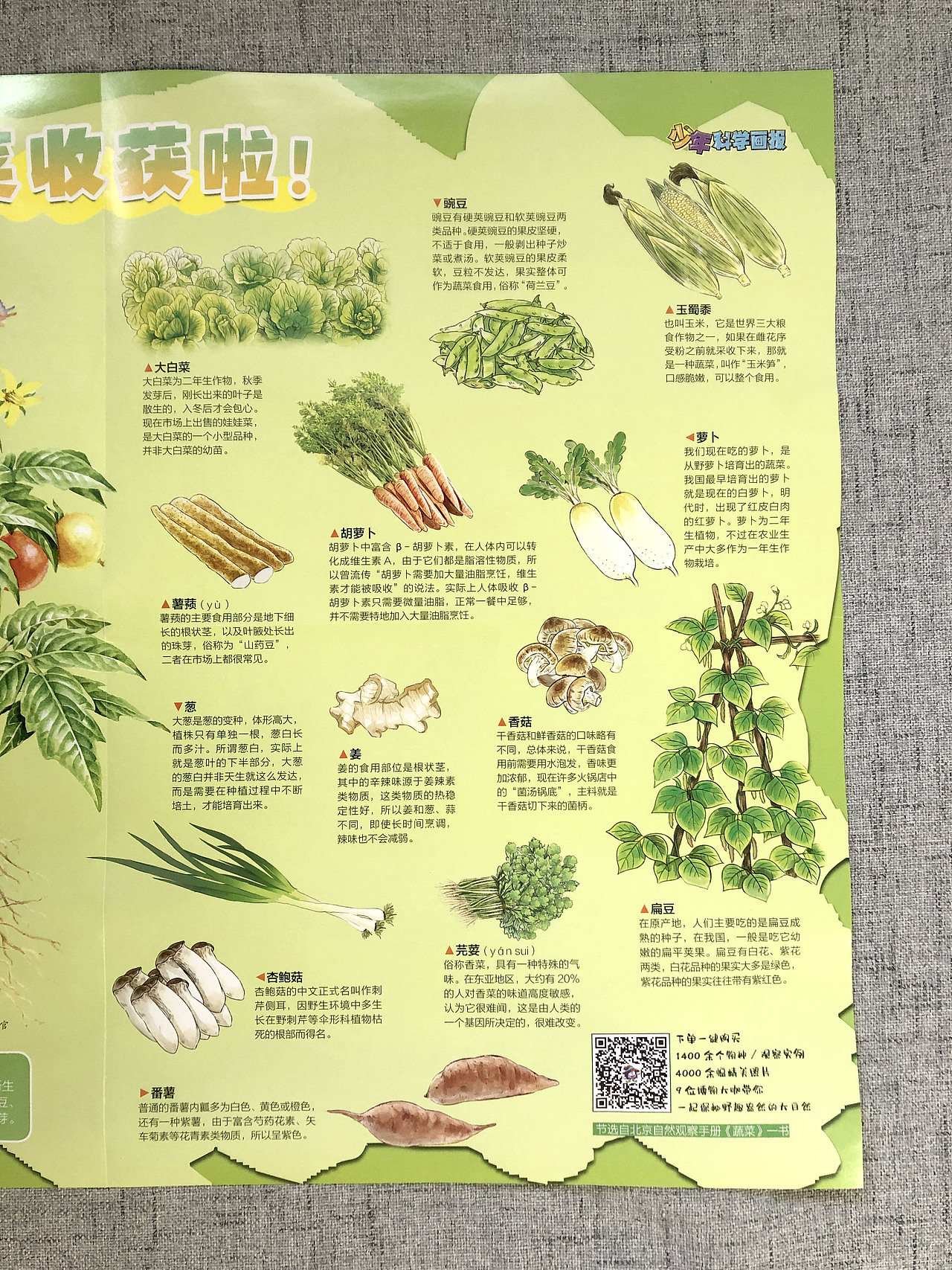 农场蔬菜为主题的海报（图ZMzIxOTQyNjI0） - 儿童插画 - 站酷设计师白廷原创素材 - 站酷ZCOOL