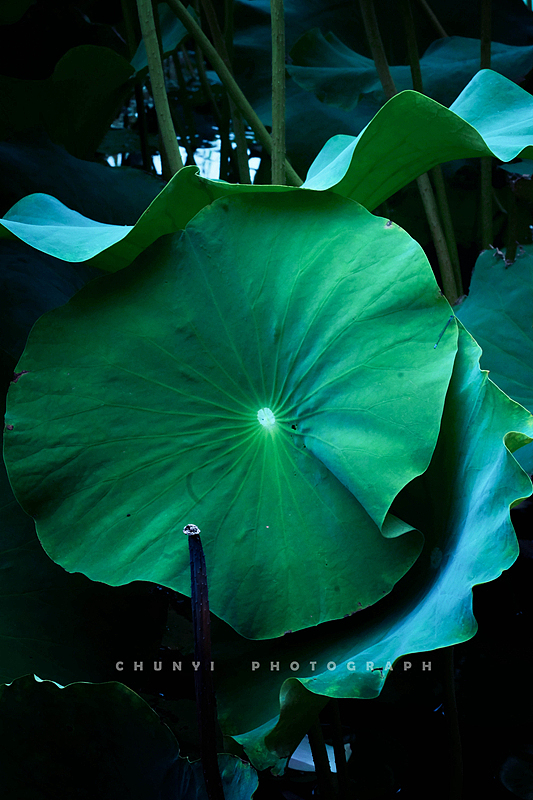 【2023年 / 第15年拍荷 / 荷有四季，常乐我净】（图ZMzYxMzc2MDA4） - 时尚/艺术摄影 - 站酷设计师Chunyi纯一原创素材 - 站酷ZCOOL