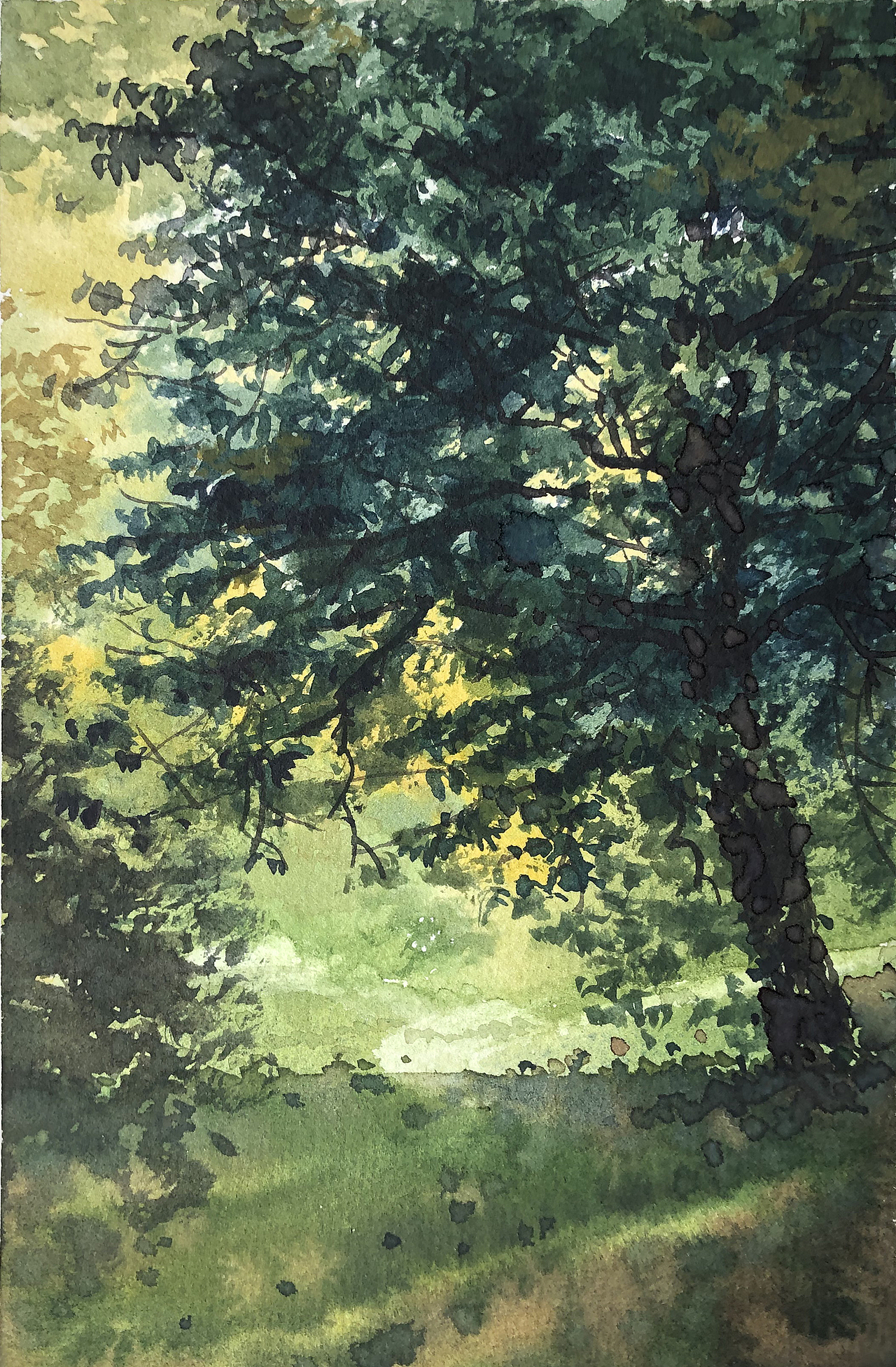 水彩风景——夏树生非花(2022 夏日里的树先生们)