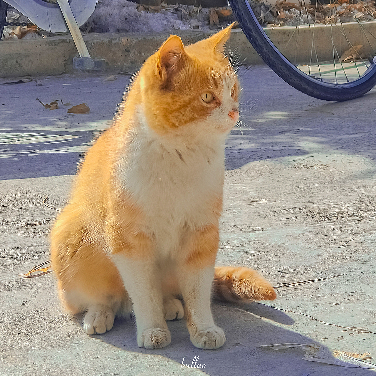 手机摄影作品6（图ZMjk5NzEwNDY4） - 宠物摄影 - 站酷设计师限时救援原创素材 - 站酷ZCOOL