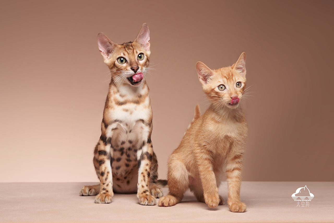 太空狗宠物摄影 孟加拉豹猫 田园猫