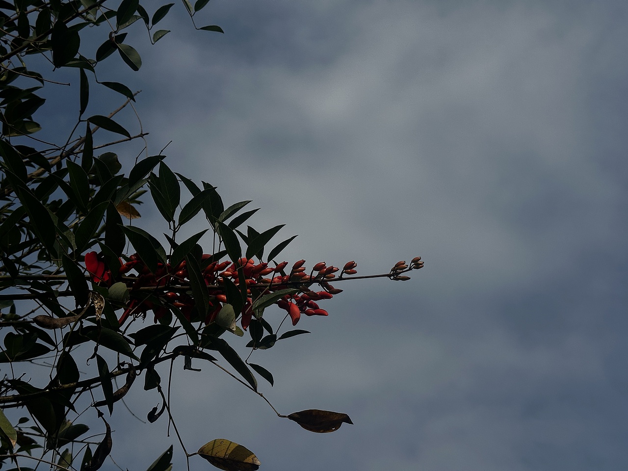 碧空红花（图ZMzYwNTMxODc2） - 风光摄影 - 站酷设计师漫步光旅原创素材 - 站酷ZCOOL