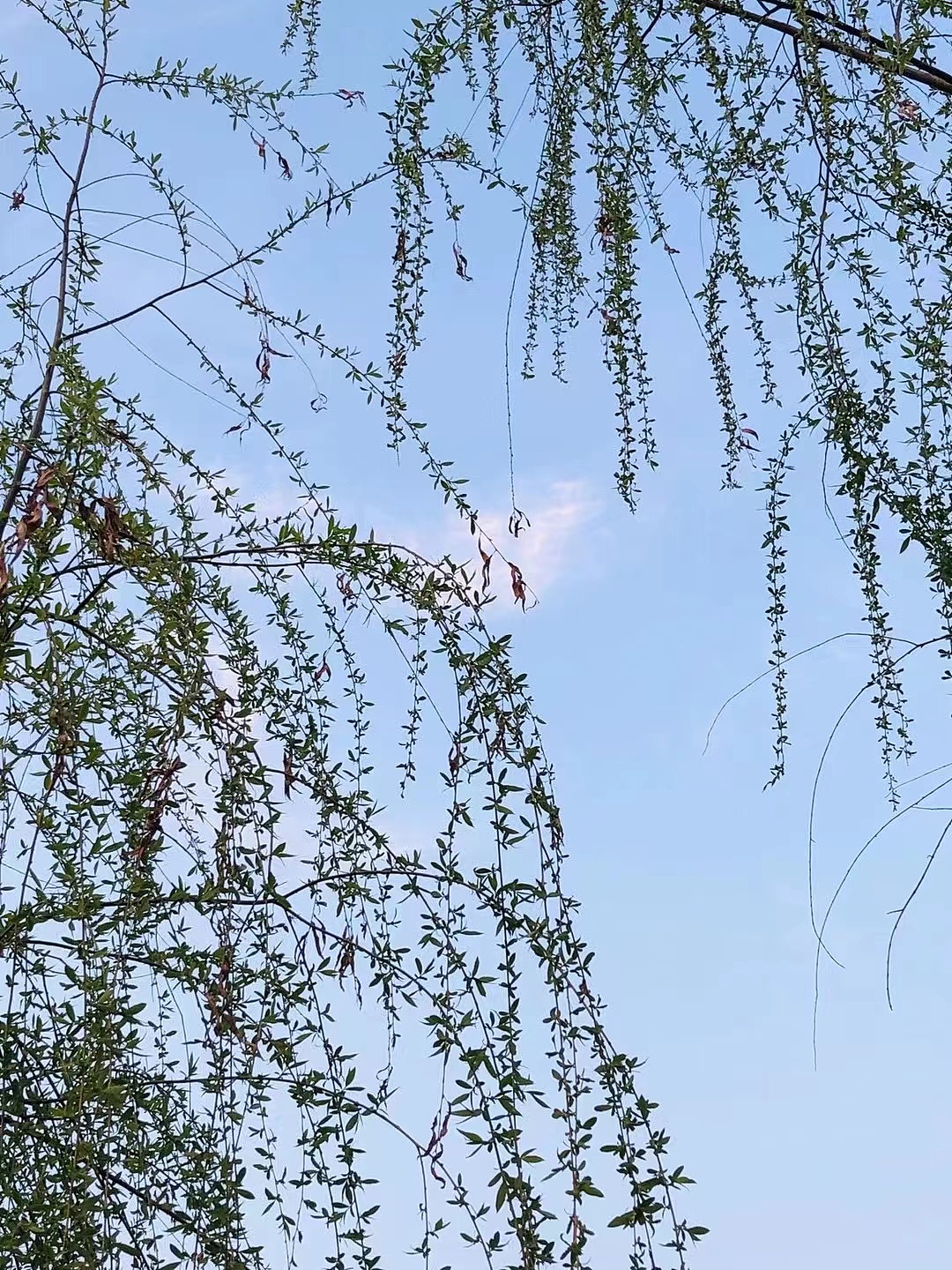 大自然之光（图ZMzAwMzAyNDk2） - 风光摄影 - 站酷设计师任我自由飞行原创素材 - 站酷ZCOOL