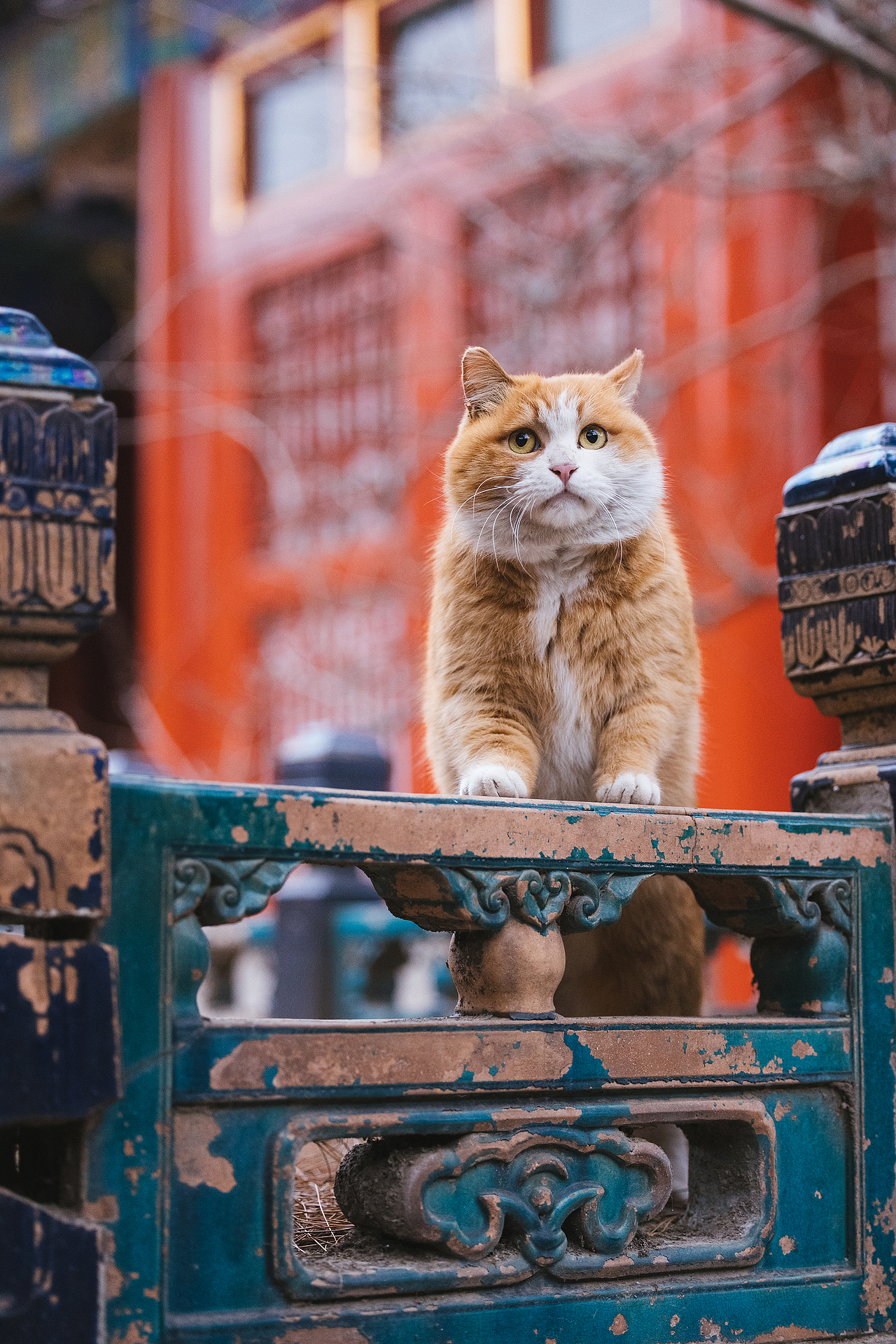 故宫的猫——帕帕