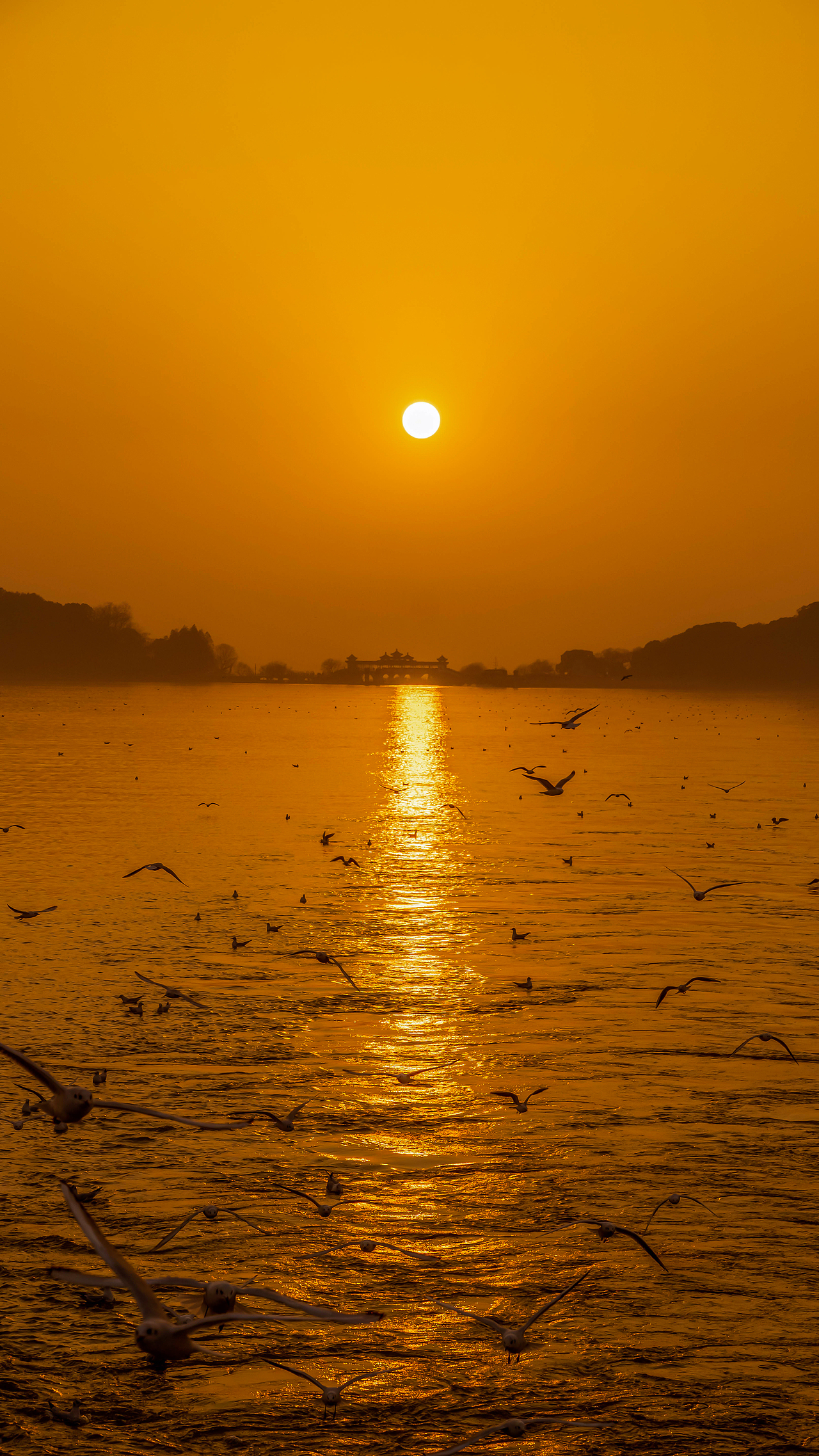 海鸥遇见落日浪漫且自由