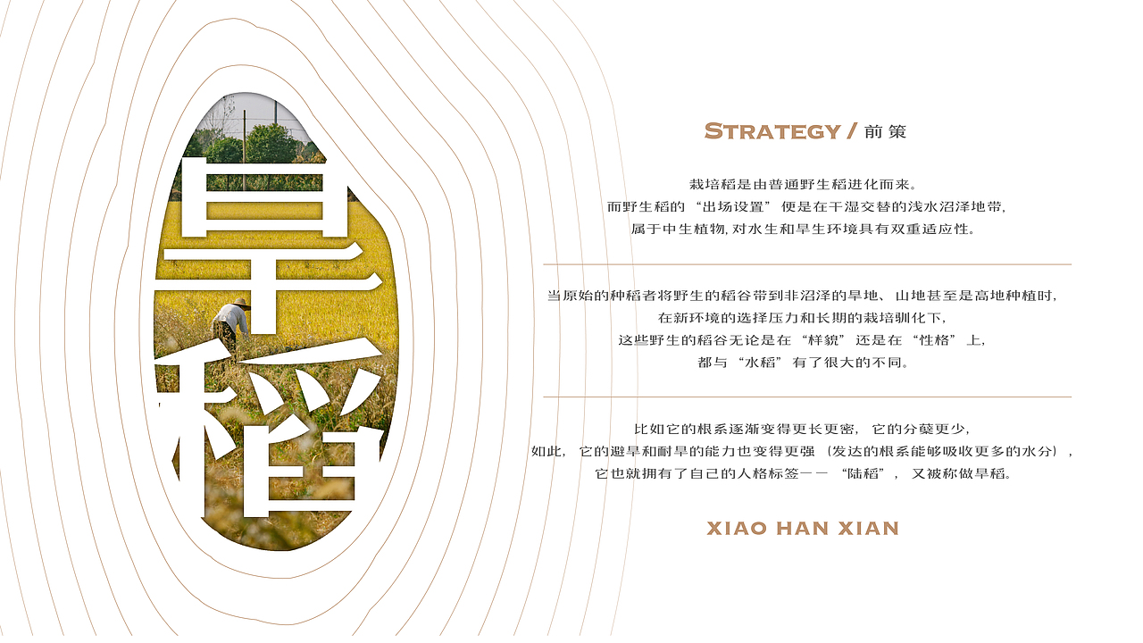 【小旱仙】旱地大米-品牌&包装创意呈现(图ZMzI3NjMyODUy) - 品牌 - 站酷设计师刘线DotDotDesign原创素材 - 站酷ZCOOL