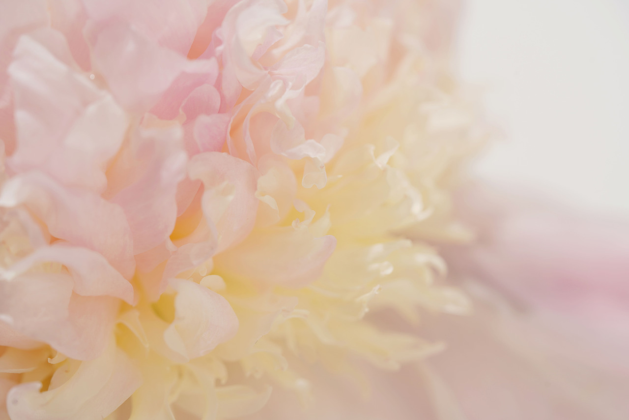 花之素材拍摄素材（图ZMzY2OTE3NTA4） - 产品摄影 - 站酷设计师乱发艺术家原创素材 - 站酷ZCOOL