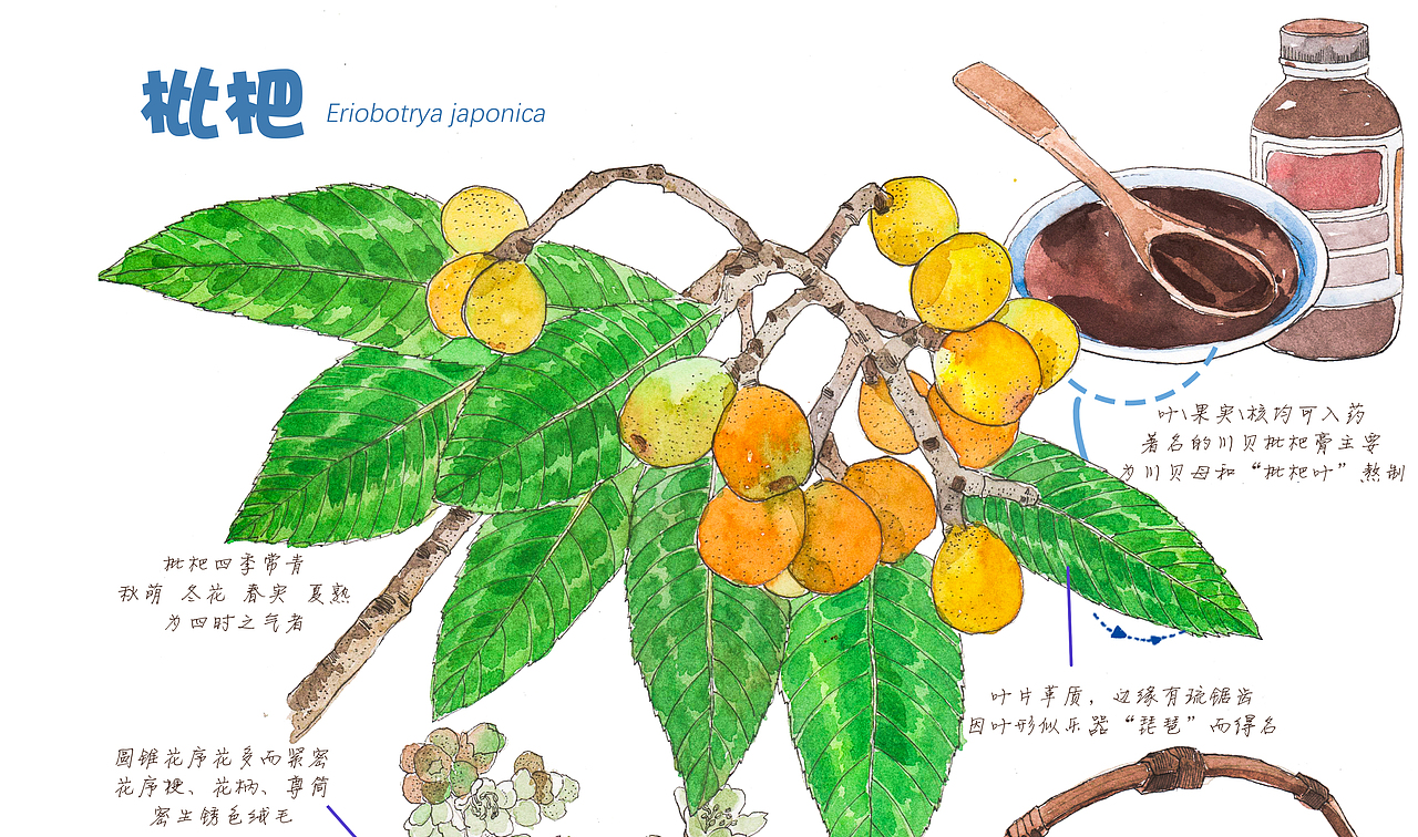 插畫-手繪水彩-中藥-枇杷（圖ZMzQ5NTI0NjI4） - 商業(yè)插畫 - 站酷設(shè)計(jì)師老合鳥子原創(chuàng)素材 - 站酷ZCOOL