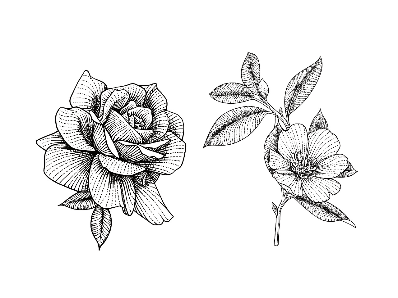动物系列插画-2（图ZMjk2NTUzODE2） - 商业插画 - 站酷设计师一叶插画原创素材 - 站酷ZCOOL
