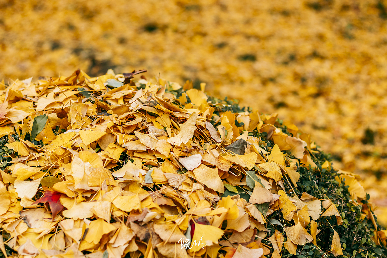 水木清华，校园里的秋（图ZMzI0NjQ0MjA4） - 风光摄影 - 站酷设计师既明888原创素材 - 站酷ZCOOL