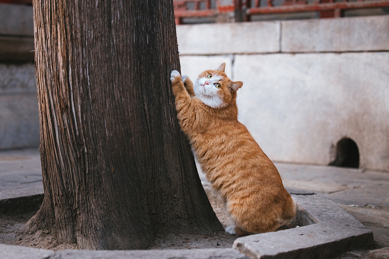 故宫的猫——帕帕
