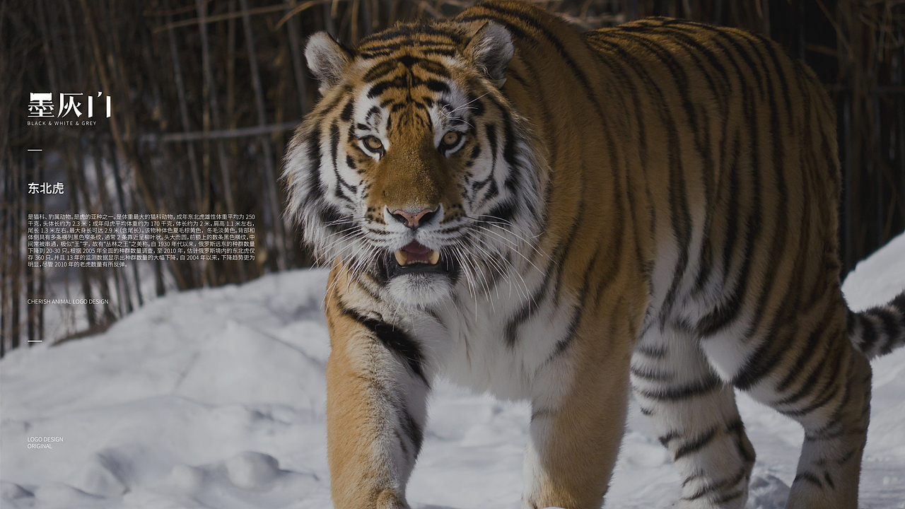 趣味LOGO Design | 100个珍稀动物计划 | 第壹期