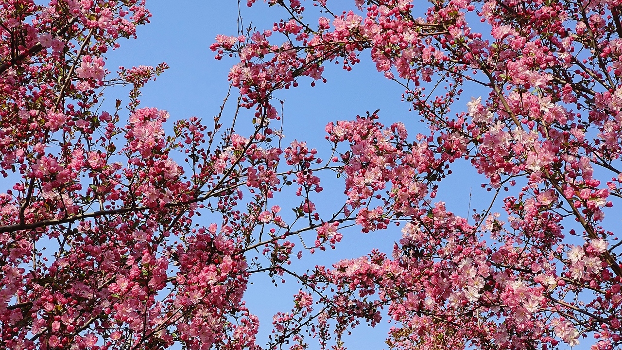 省耕公园--海棠花