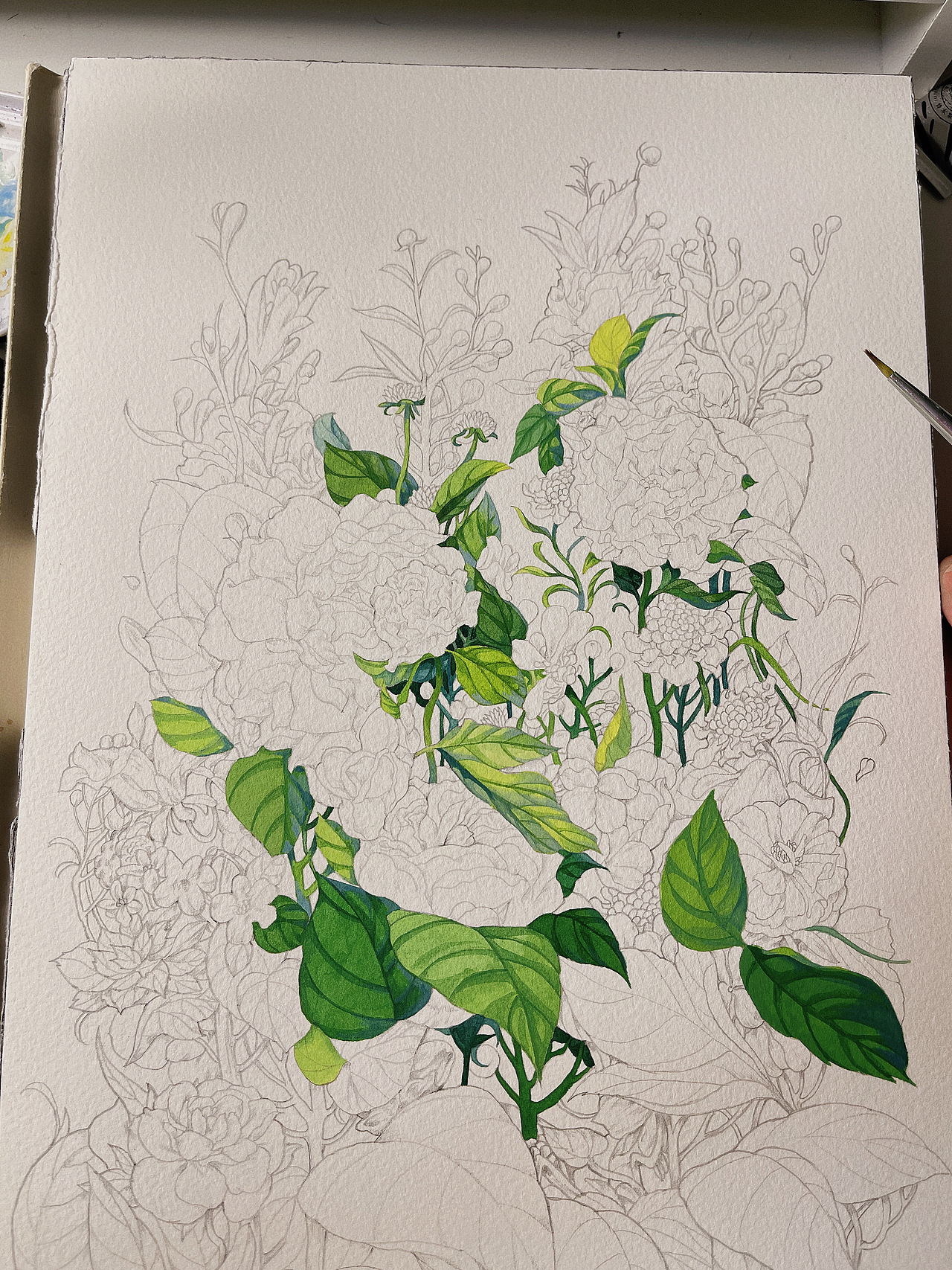 水彩花卉插画（带过程）（图ZMzQwMTMyMDY0） - 商业插画 - 站酷设计师三朝君原创素材 - 站酷ZCOOL