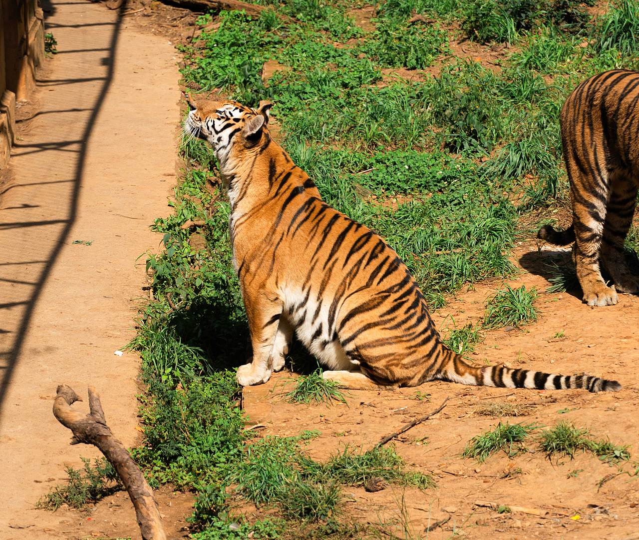 神奇动物在哪里(2)