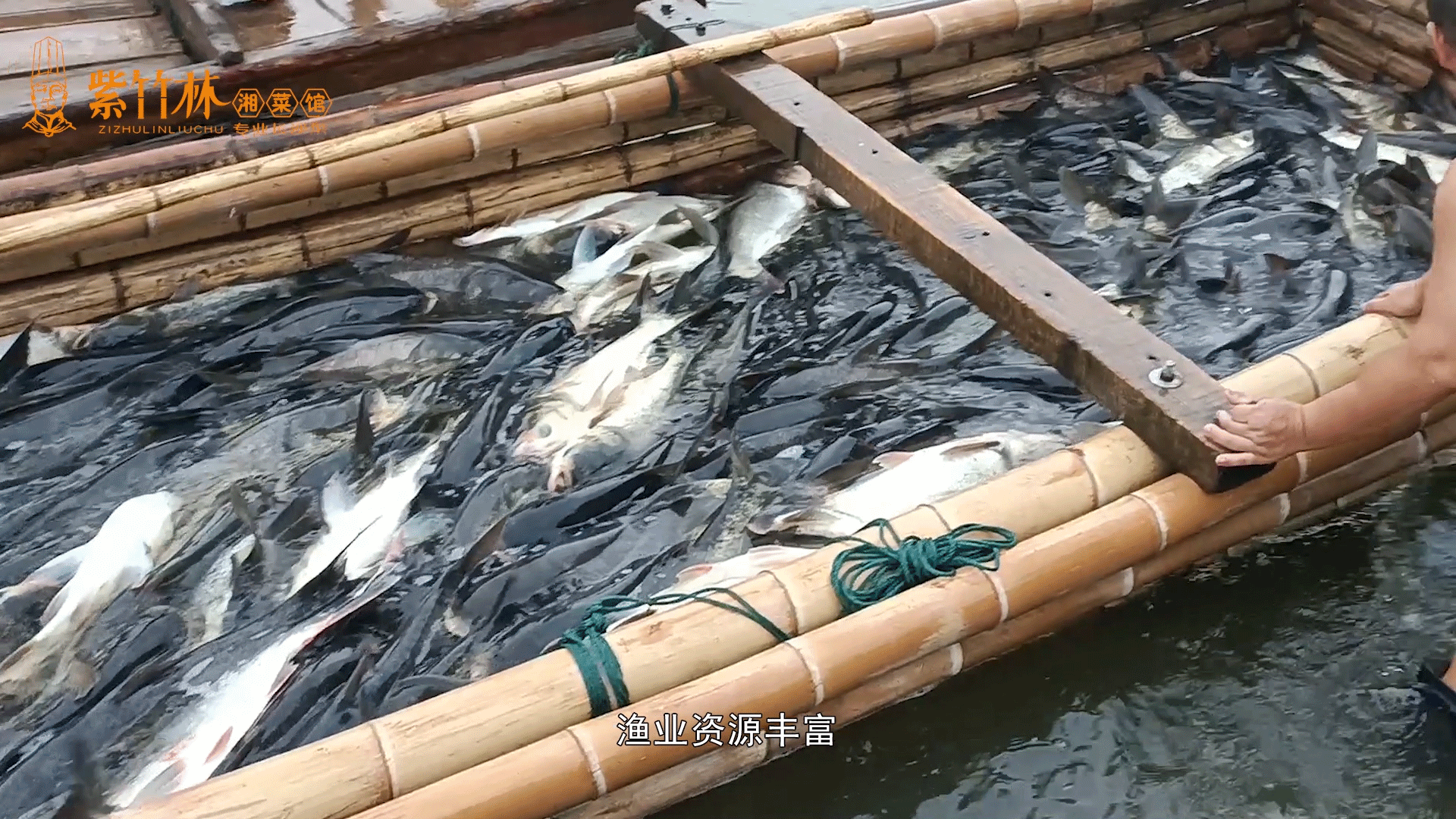 招牌菜视频 x 紫竹林湘菜馆 招牌菜宣传《烧汁鱼头》