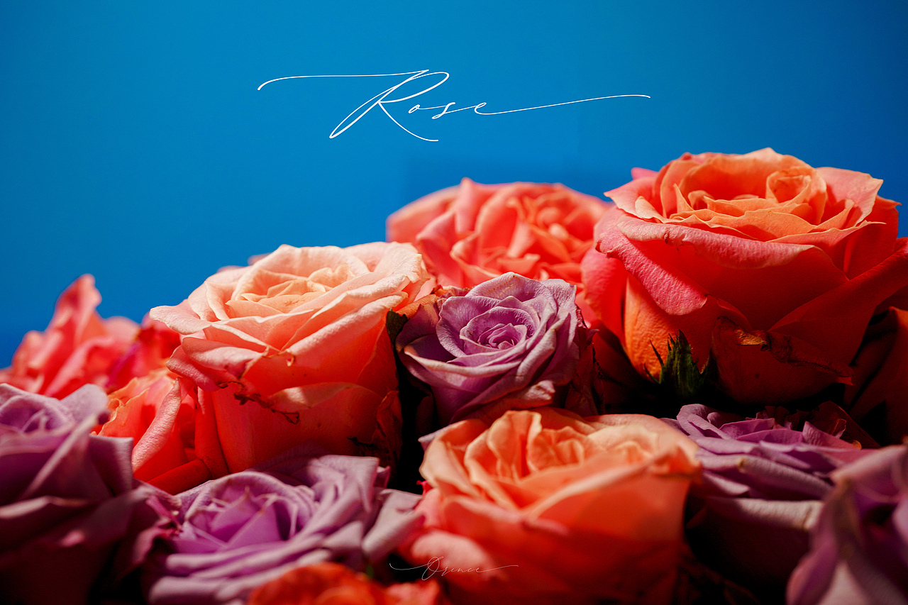 玫瑰（La Vie en Rose）朱小姐+海洋之歌（圖ZMzM3NzYxOTQw） - 時(shí)尚/藝術(shù)攝影 - 站酷設(shè)計(jì)師拾光者Orince原創(chuàng)素材 - 站酷ZCOOL