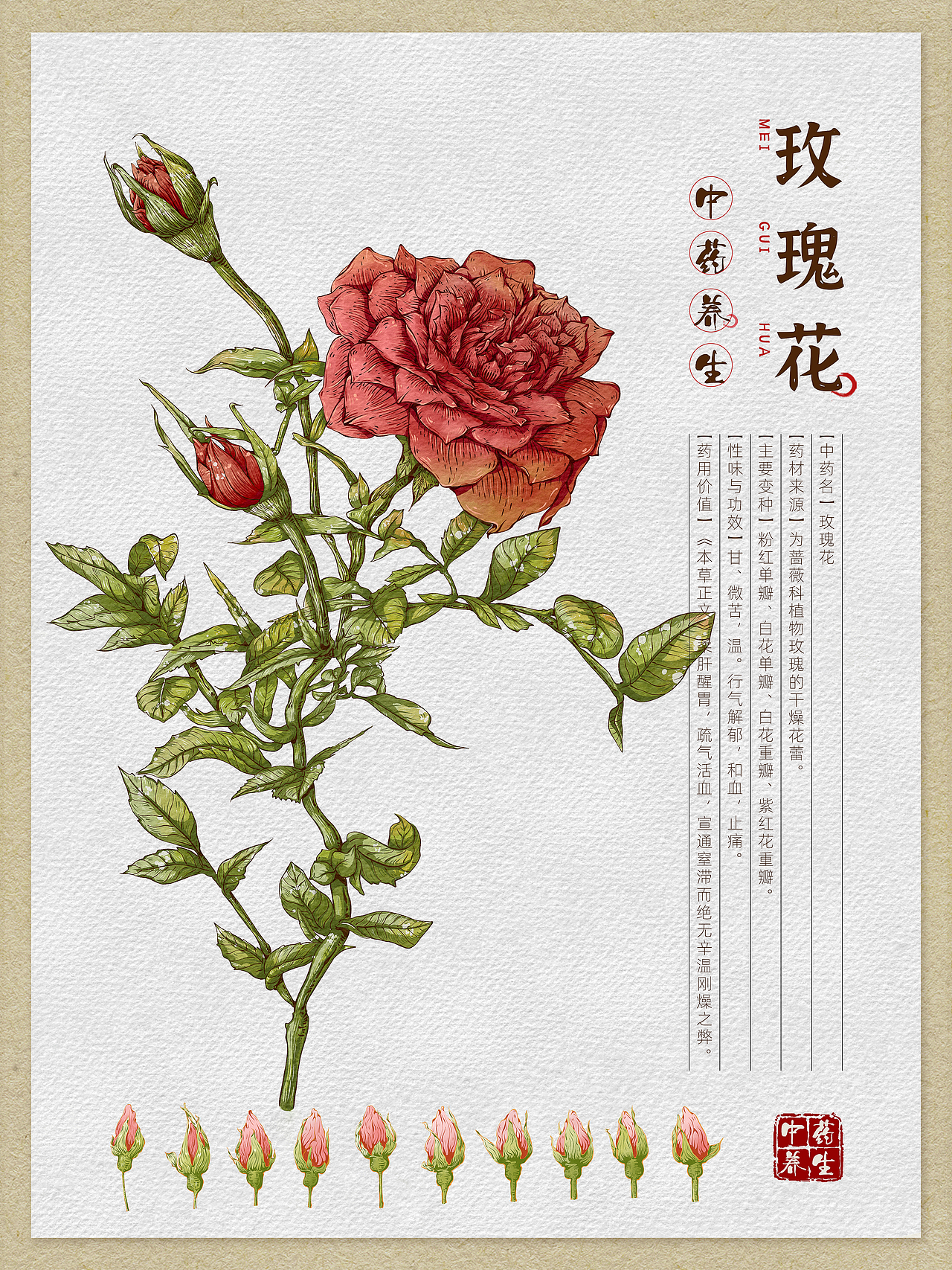 本草纲目中草药手绘插画-车前草(附绘画线稿过程图)472c4d产品渲染-fl