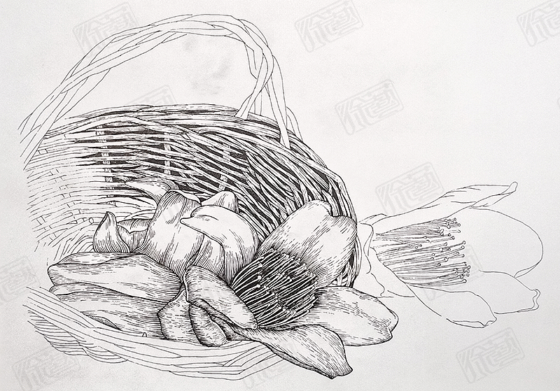 木棉花与竹篮的插画（图ZMzYxMjE2OTI0） - 商业插画 - 站酷设计师藝孑原创素材 - 站酷ZCOOL