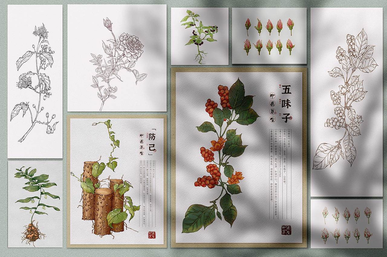 本草纲目-中草药手绘插画图鉴