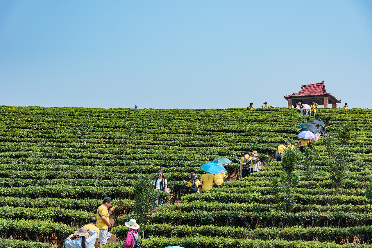 2019云南西双版纳茶之旅