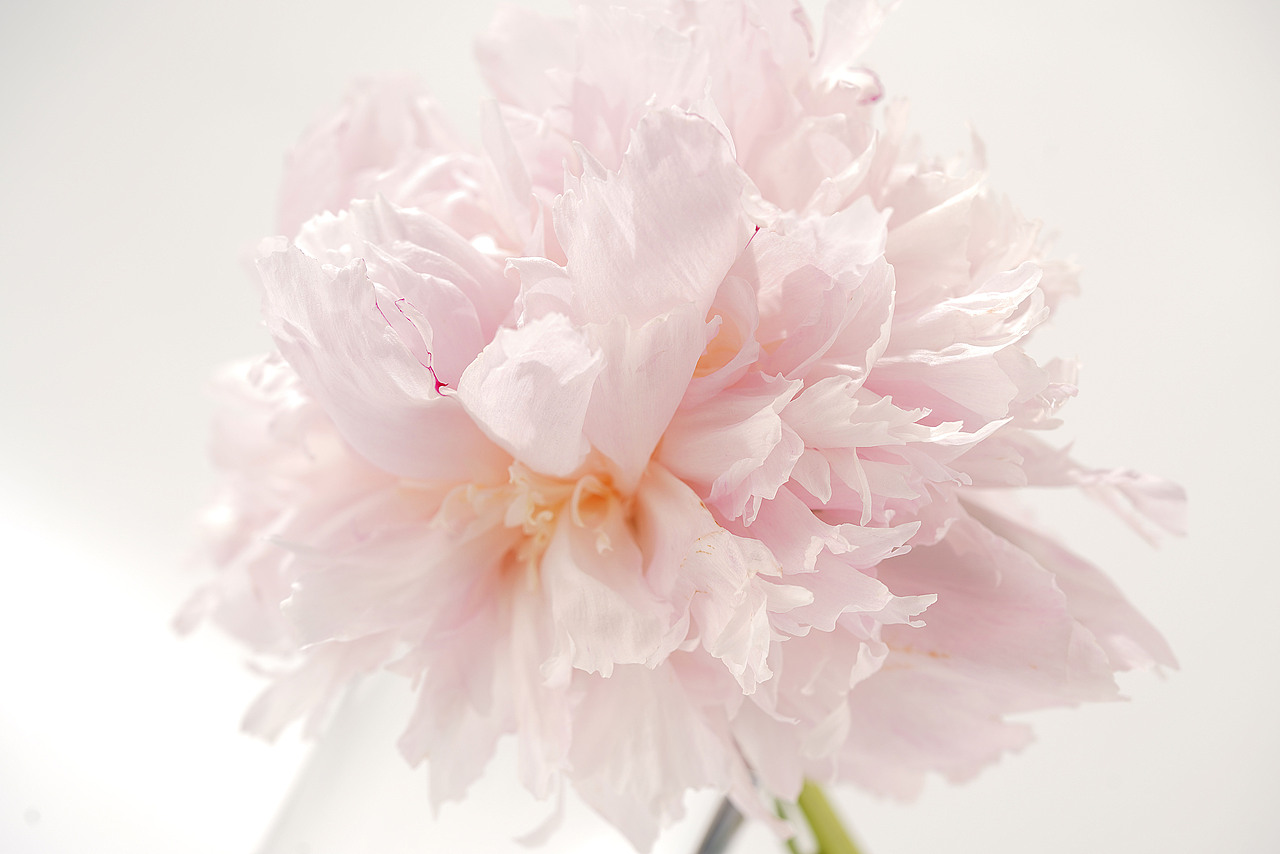 花之素材拍摄素材（图ZMzY2OTE3NTI0） - 产品摄影 - 站酷设计师乱发艺术家原创素材 - 站酷ZCOOL