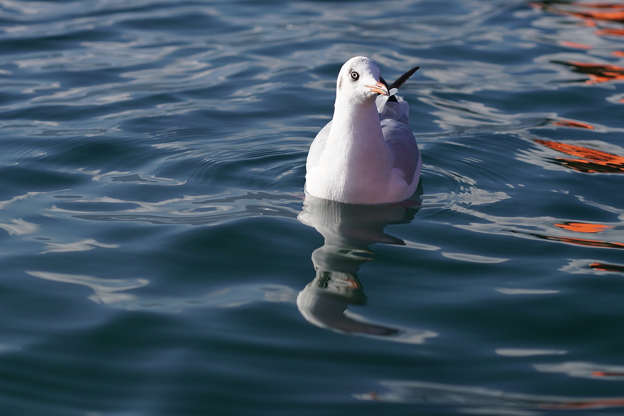 西昌之旅——泸沽湖