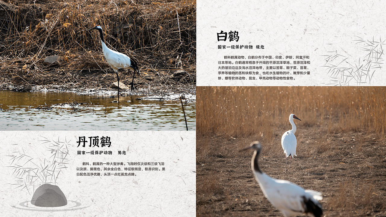 辽河口国家公园野生动物信息可视化设计