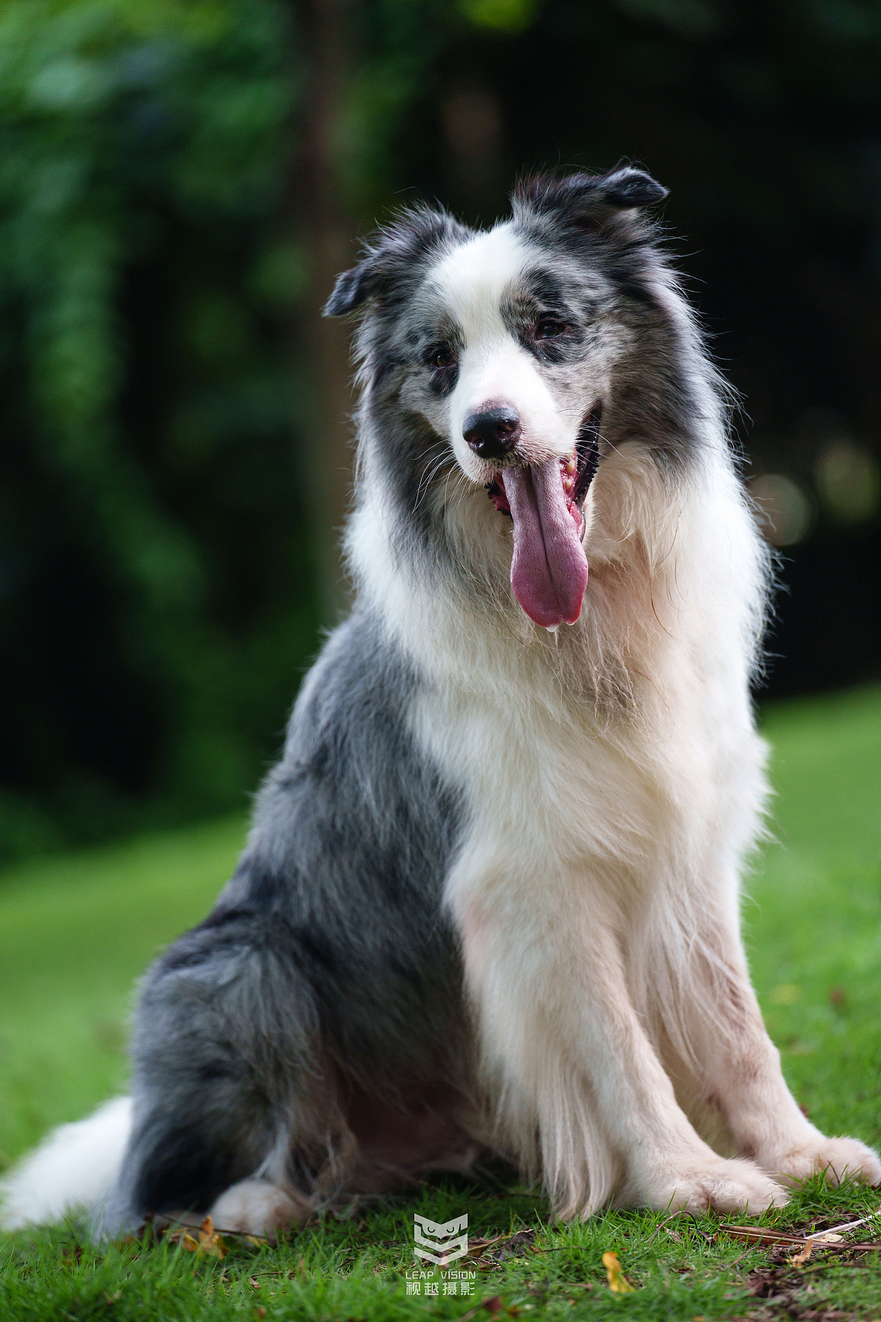 藍(lán)隕石邊牧拍攝（圖ZMzQzMDE2NDIw） - 寵物攝影 - 站酷設(shè)計師小樣攝影原創(chuàng)素材 - 站酷ZCOOL