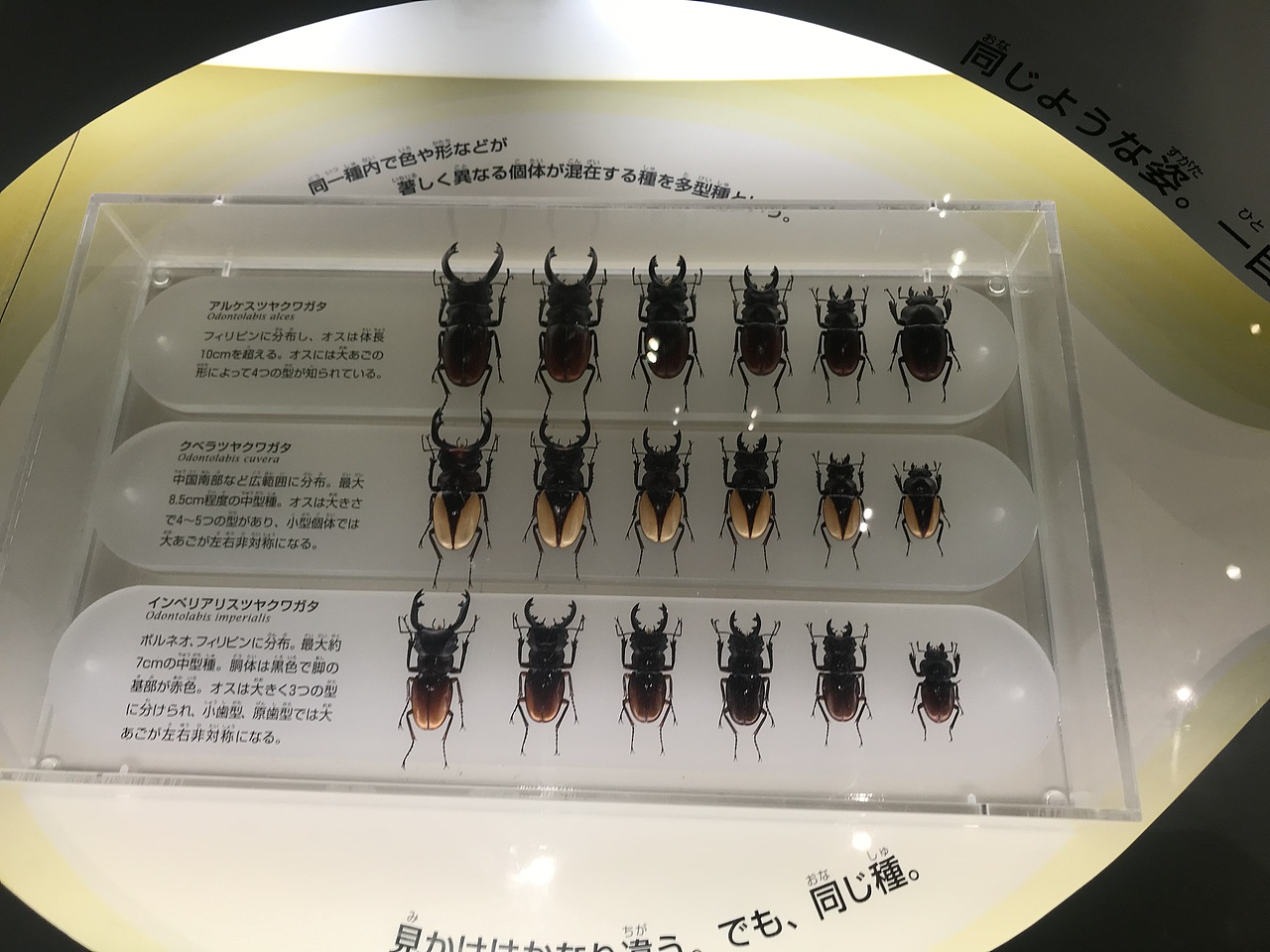 东京国立科学博物馆（图ZMzA5OTUwODIw） - 展陈设计 - 站酷设计师JIANG2015原创素材 - 站酷ZCOOL