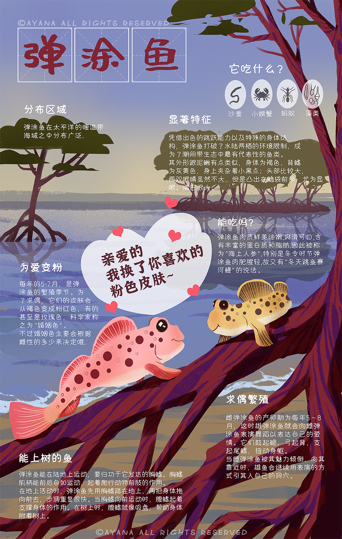 赶海常见生物科普插画( 猫眼螺/寄居蟹/蛤蜊/河豚.
