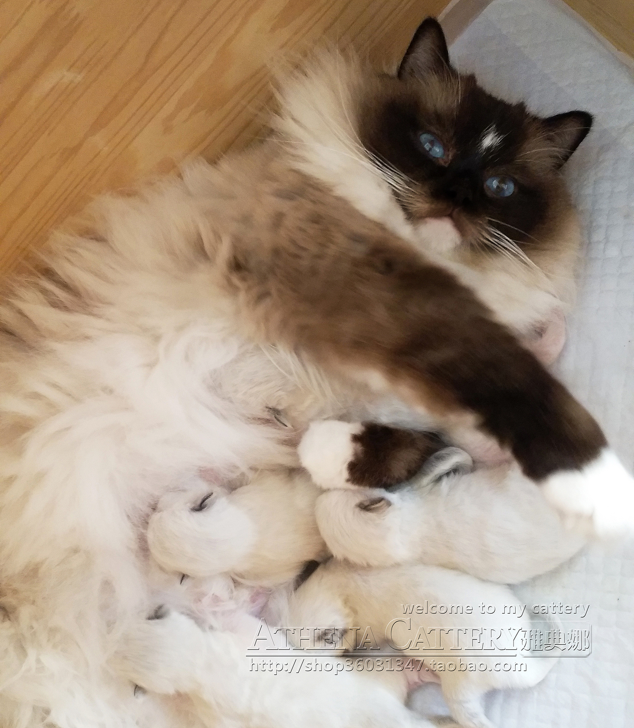 母爱-布偶猫（图ZMzAxNjcwMDE2） - 宠物摄影 - 站酷设计师ATHENADOLLS原创素材 - 站酷ZCOOL