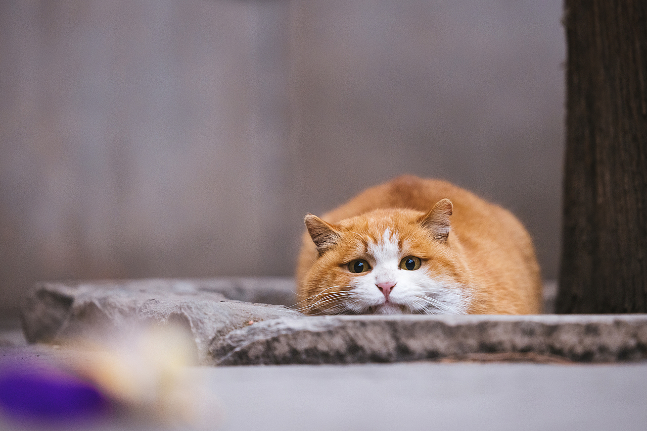 故宫的猫——帕帕