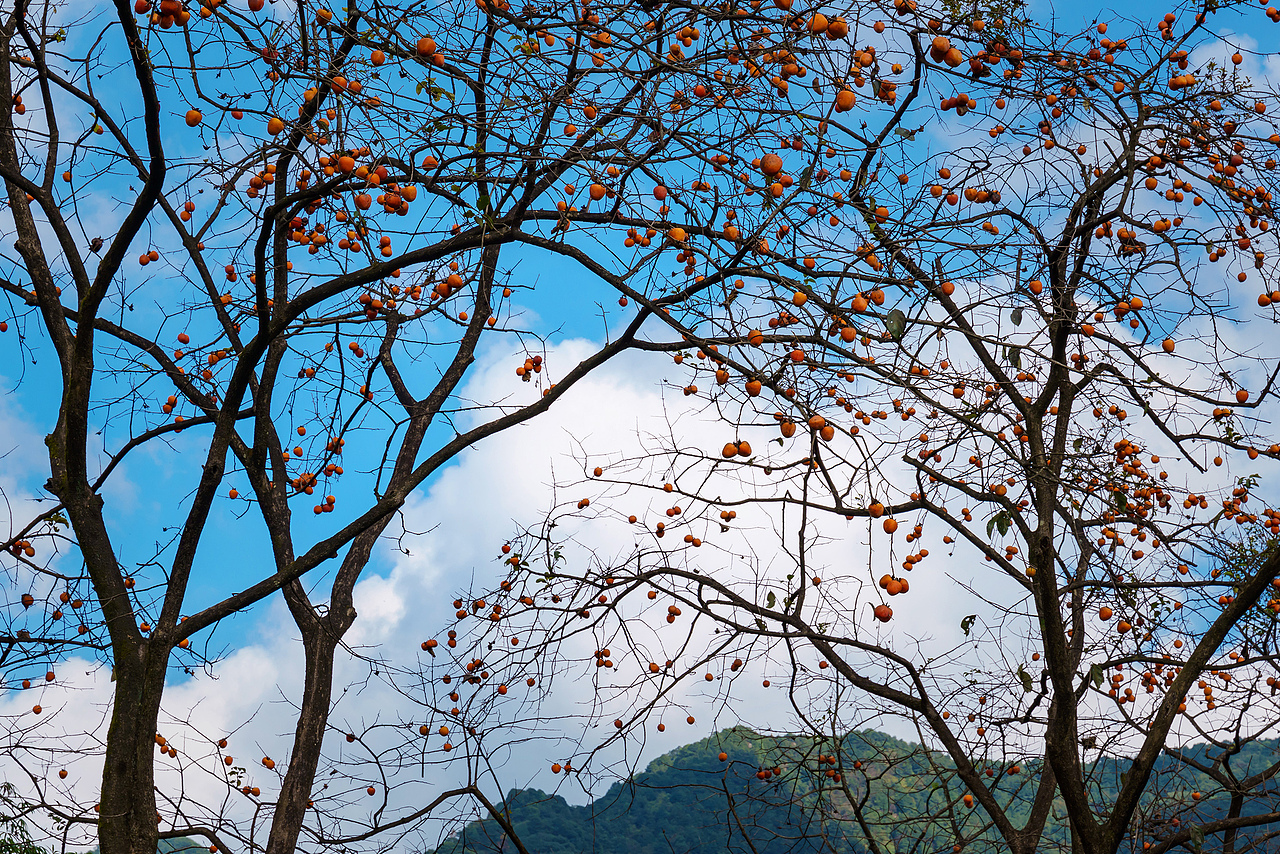 在这个秋天去寻找我心中的“柿”外桃园