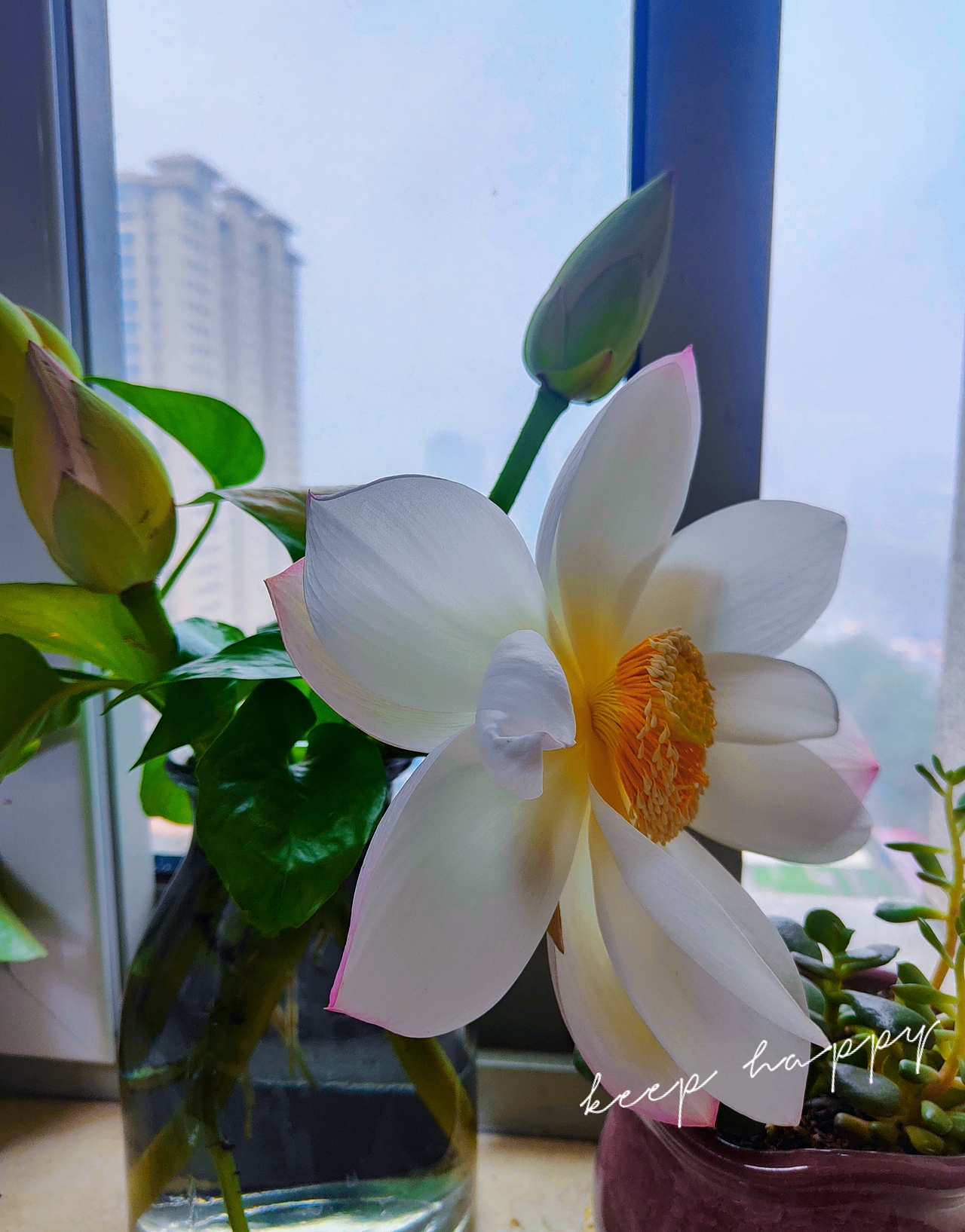 夏天的花开（图ZMzA5NDk4NTky） - 风光摄影 - 站酷设计师蠢萌小绵羊原创素材 - 站酷ZCOOL