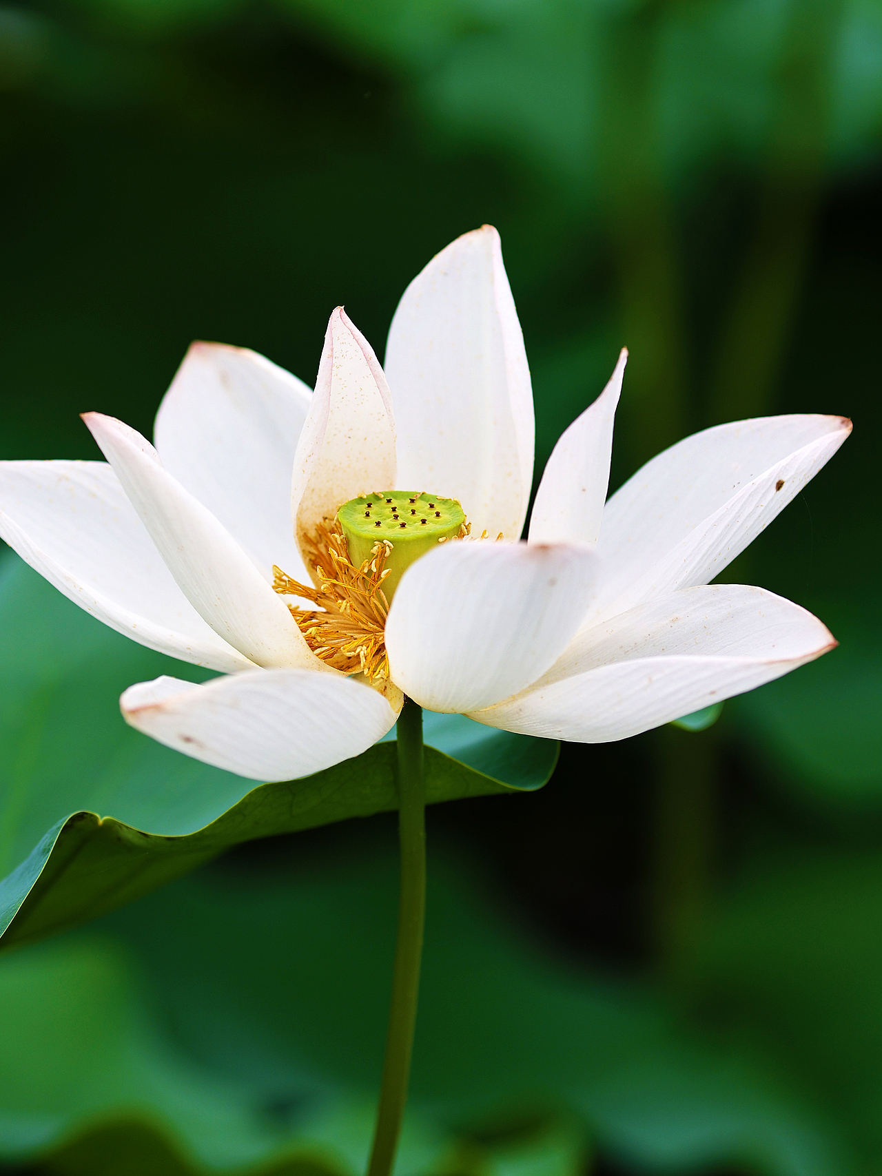 [游玩] 夏日觉醒：新津千亩荷塘（图ZMzI1ODYzMjky） - 宠物摄影 - 站酷设计师摄影师_罗少原创素材 - 站酷ZCOOL